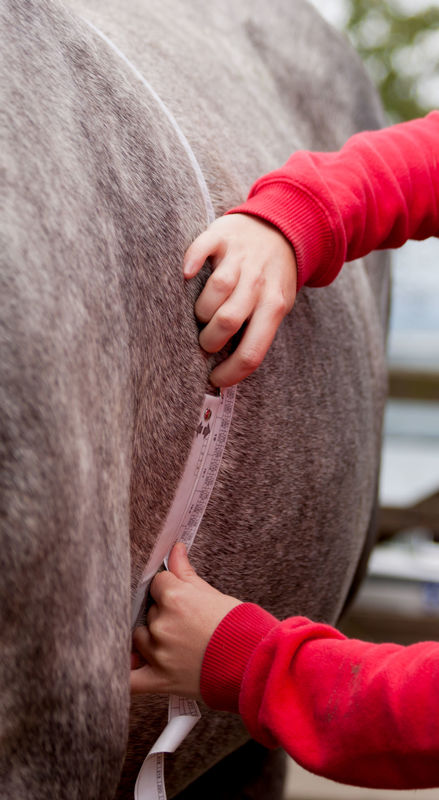 Managing our Horse’s Grass Intake