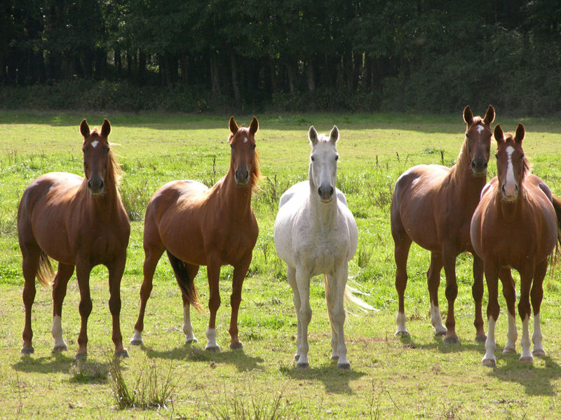 Feeding Programme Considerations