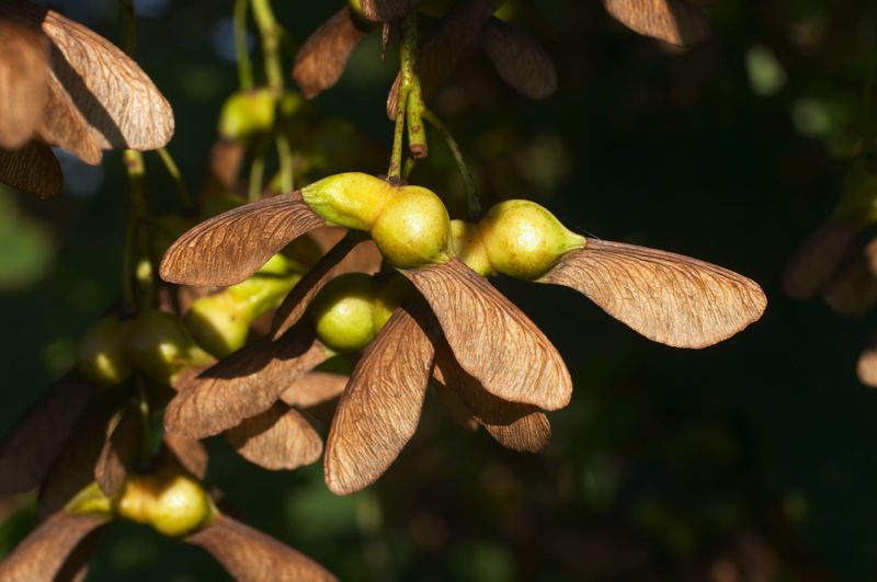 Atypical Myopathy