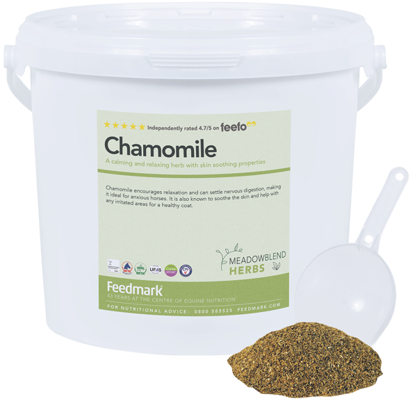 Picture of Chamomile