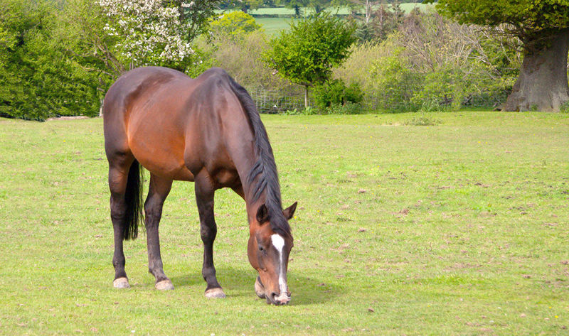 Preparing your horse for Spring