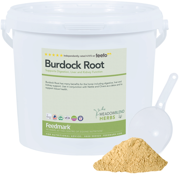 Picture of Burdock Root