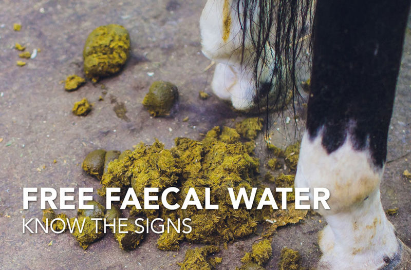 Free Faecal Water - Equine Science Matters™