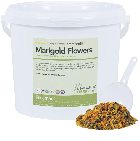 Picture of Marigold Flowers