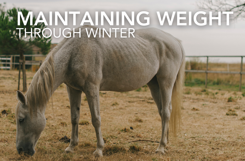 Maintaining Weight through Winter - Equine Science Matters™