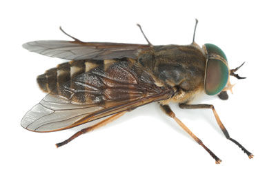 Horsefly