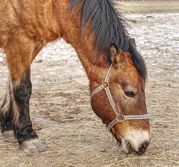 Unhappy horse