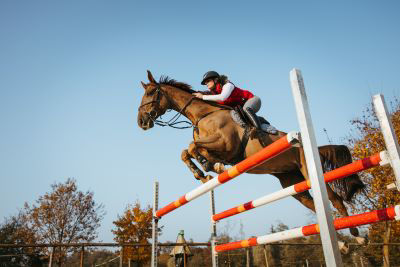 bay horse showjumping