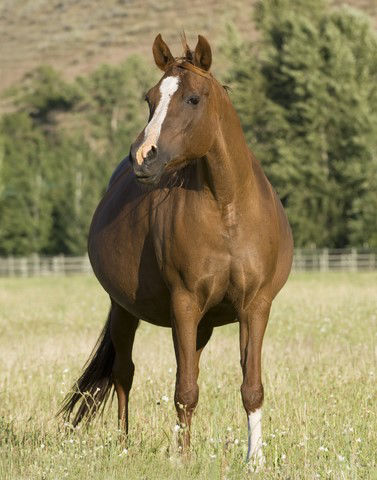 Pregnant mare in field