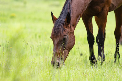 Horse grazing in field
