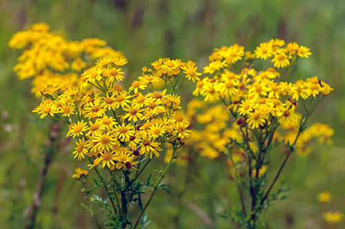 yellow ragowrt in field