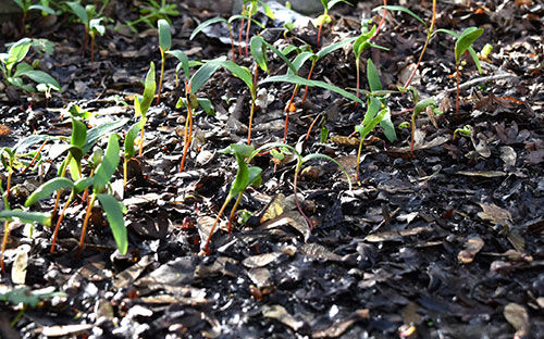 Sycamore seeds and seedlings in natural setting